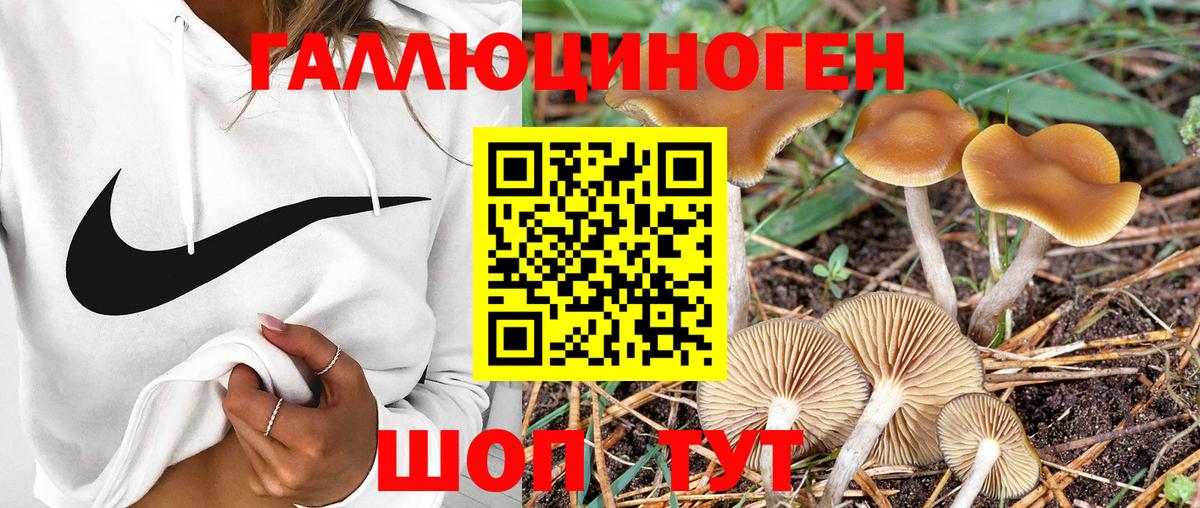 Галлюциногенные грибы Psilocybine cubensis Сибай